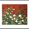 Dream White Geraniums